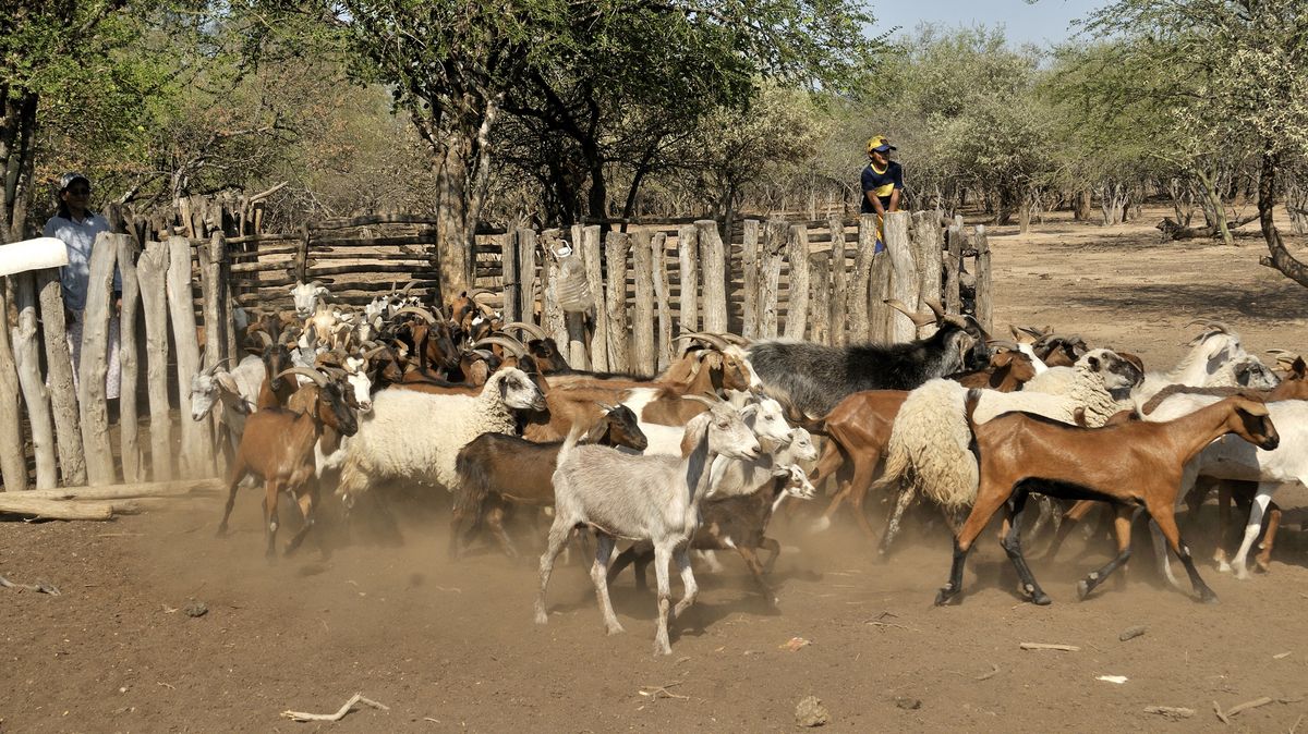 V Chile bojuje proti požárům stádo koz